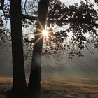 Dezembernebel im Schlosspark