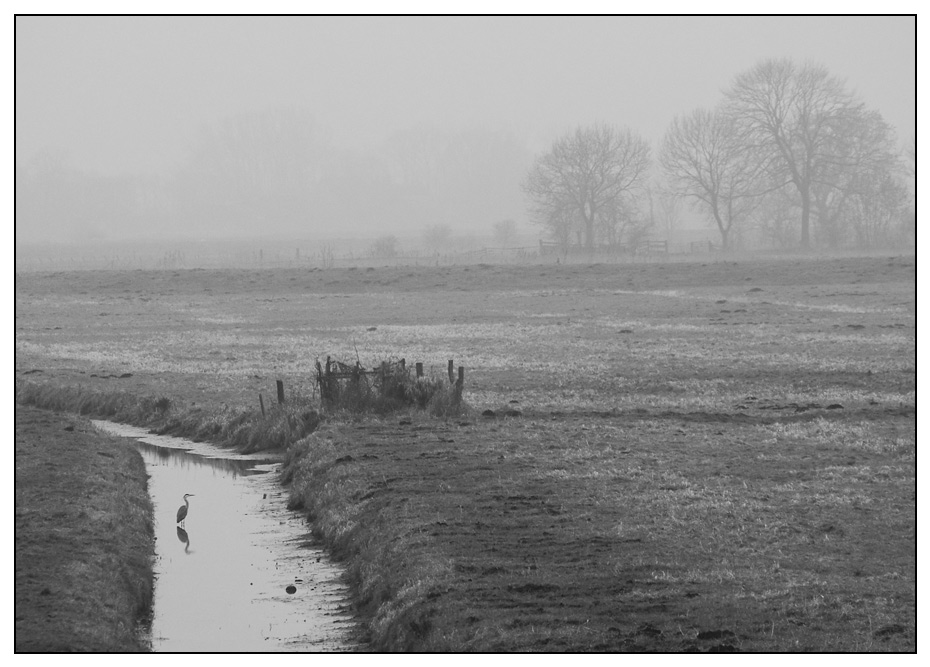 Dezembernebel in der Elbmarsch