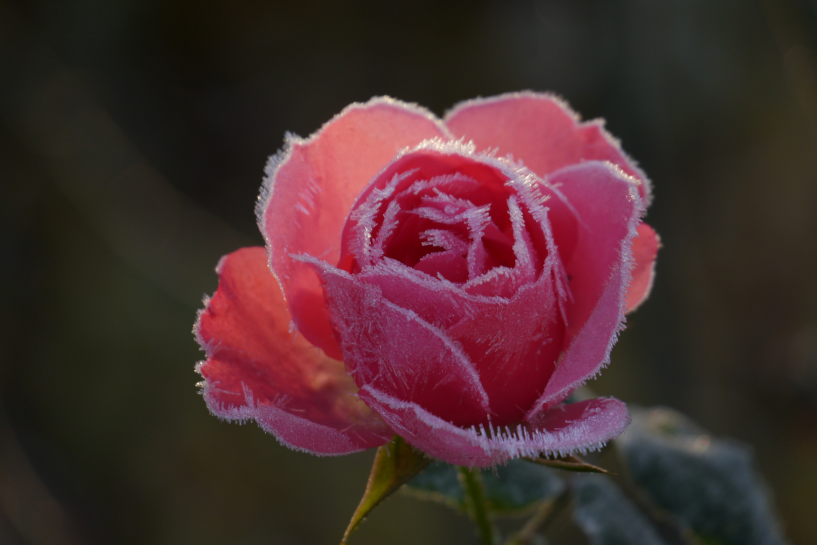 Dezemberrose