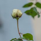 Dezemberrose