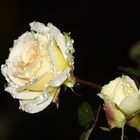 Dezemberrose