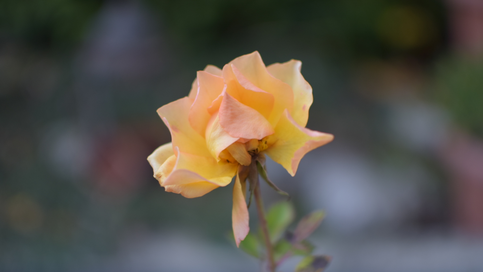 Dezemberrose