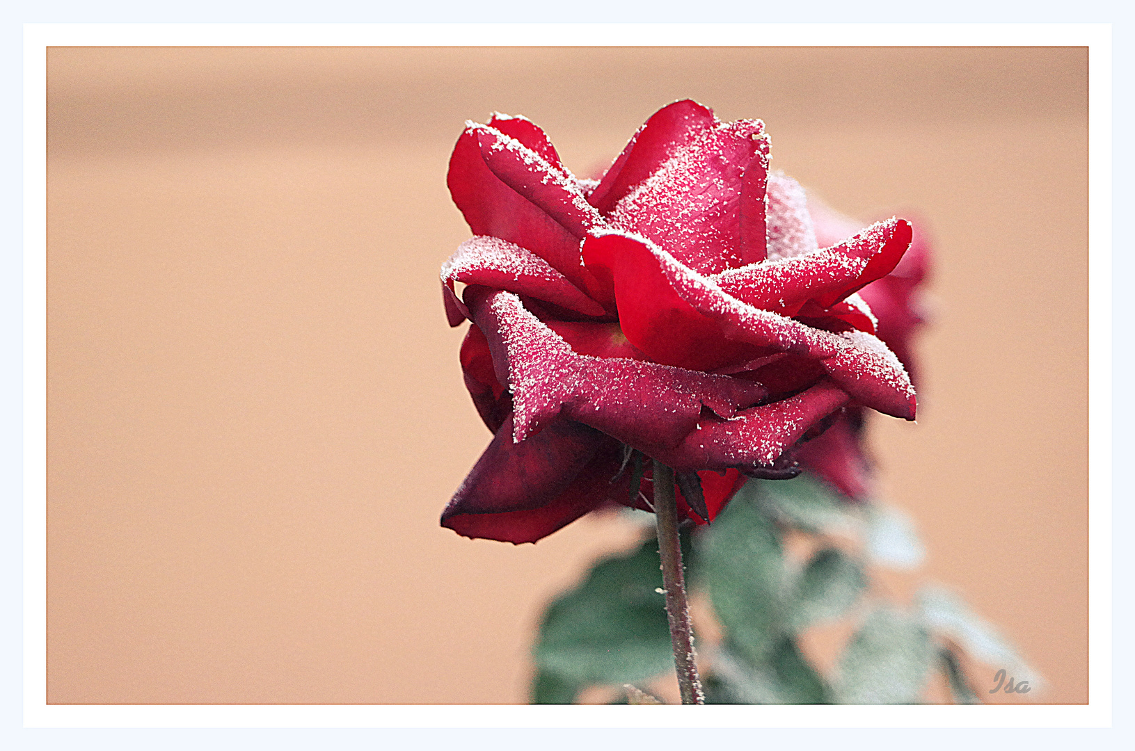 Dezember.Rose