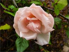 Dezemberrose