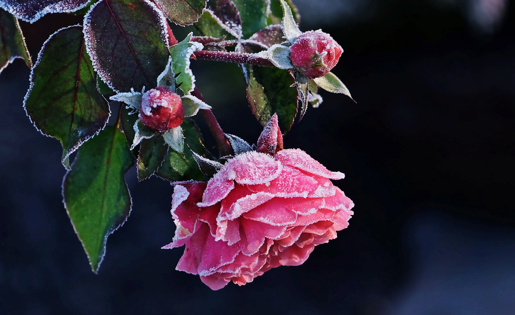 Dezemberrose Foto & Bild blüten, dezember, natur Bilder auf