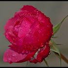 Dezemberrose