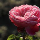 Dezemberrose 