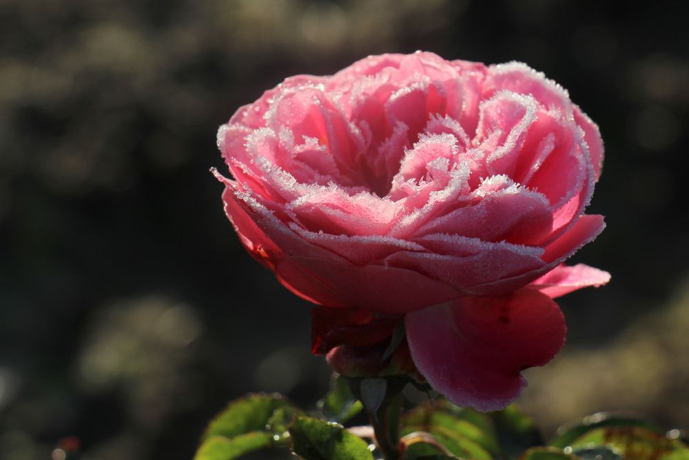 Dezemberrose 