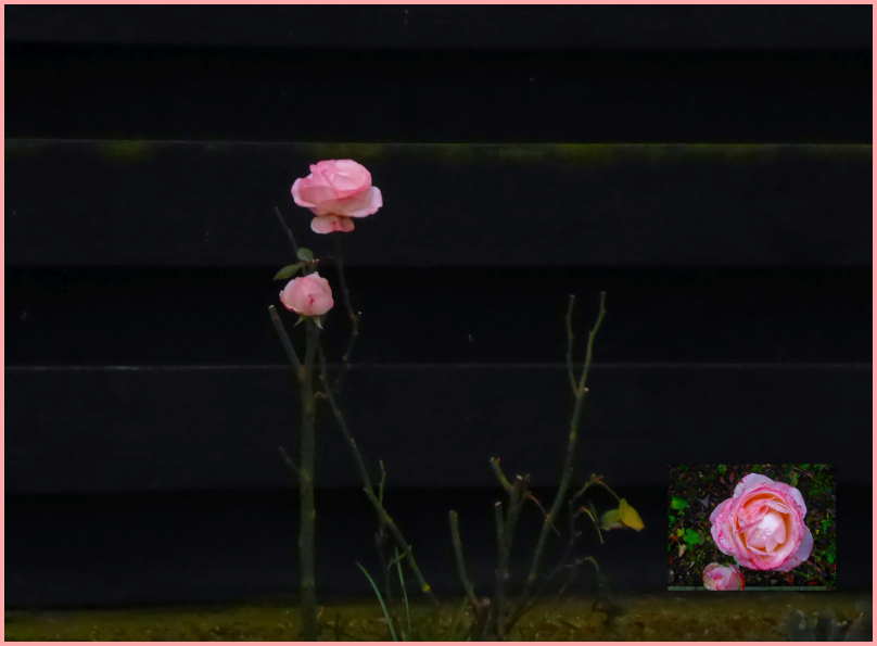 Dezemberrose in unserem Garten