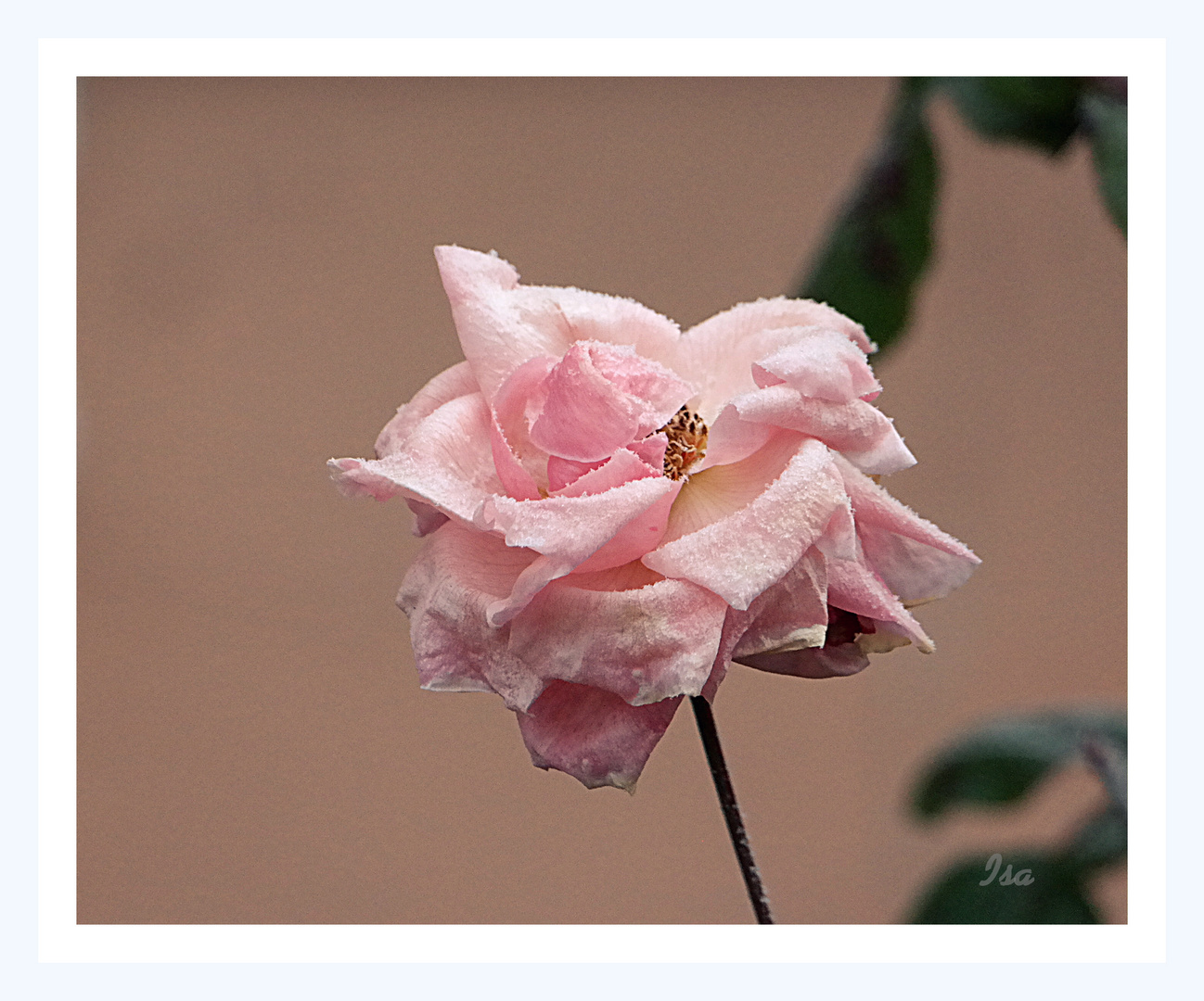 Dezember.Rose.2