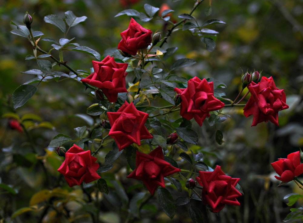 Dezemberrosen - Wie Sterne......