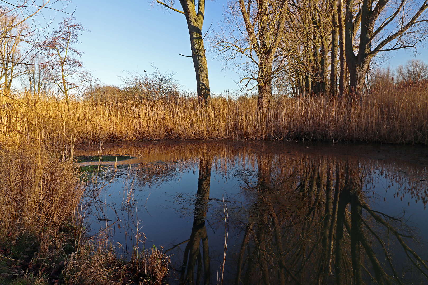 Dezembersonne am Schilfufer