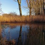 Dezembersonne am Schilfufer