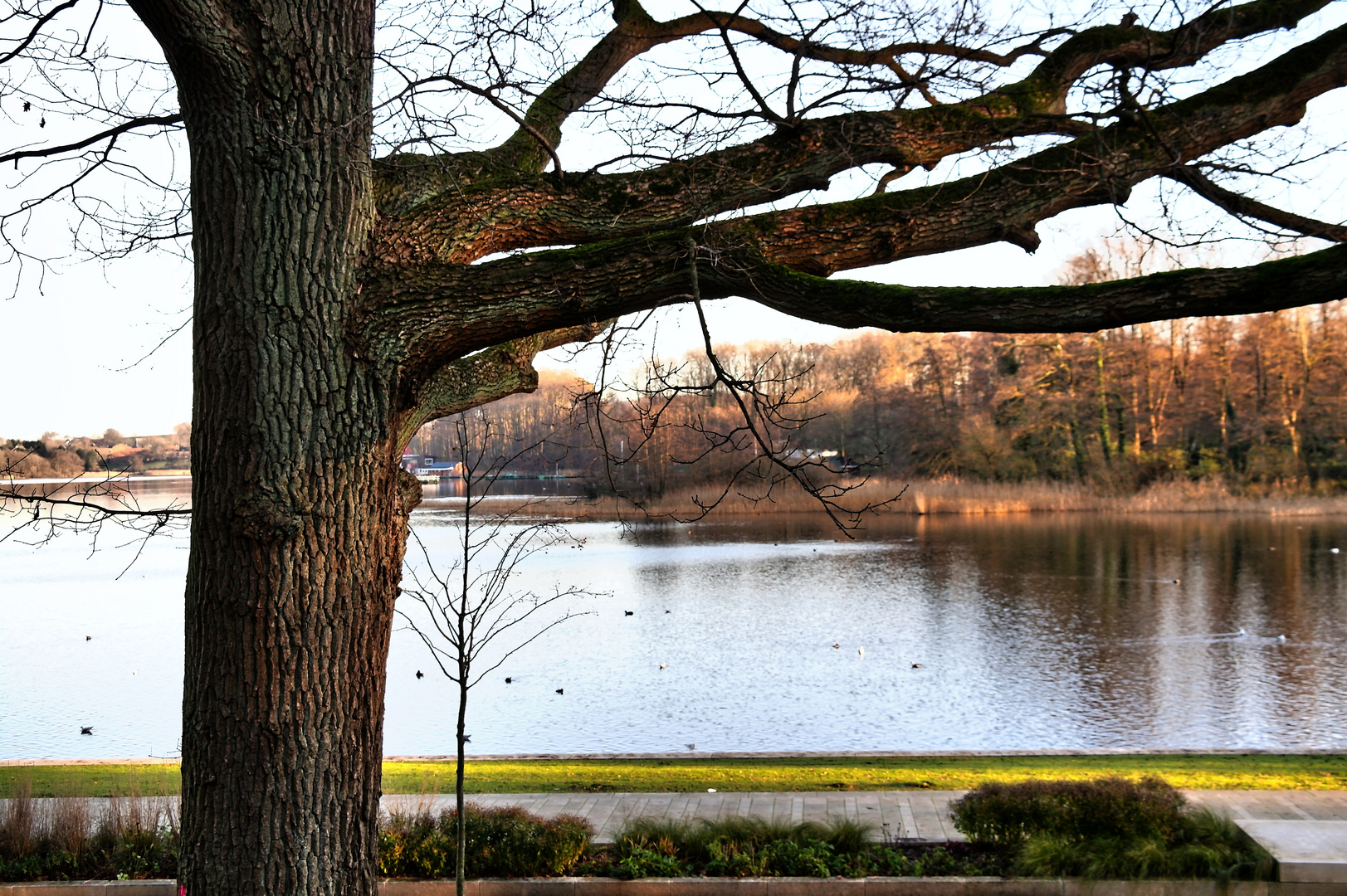 Dezembersonne am Segeberger See_1