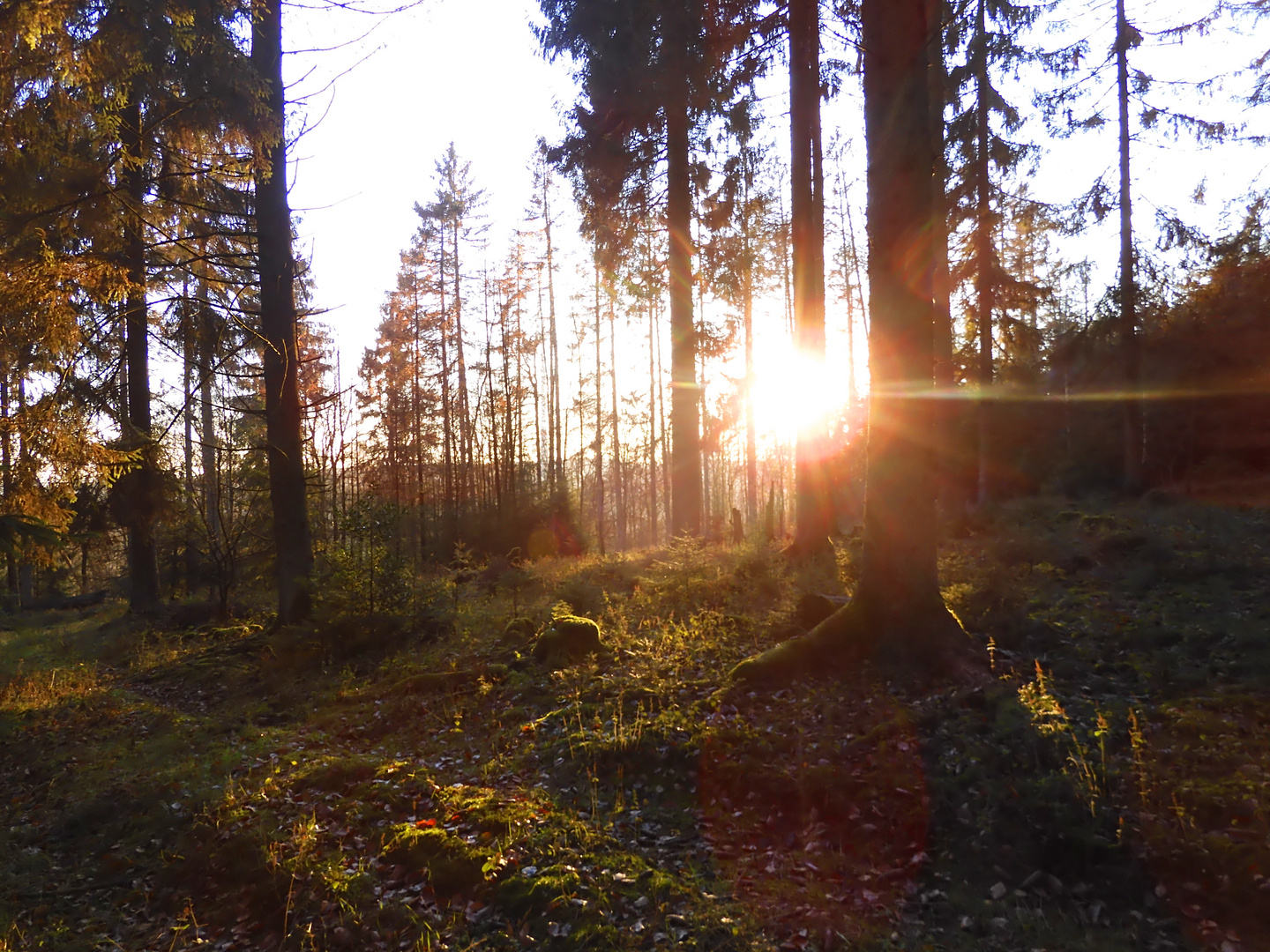 Dezembersonne