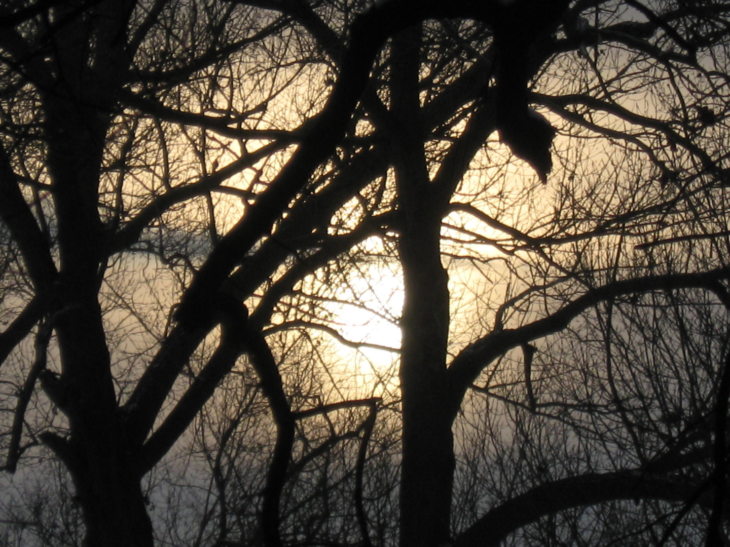 Dezembersonne hinter Baumsilhouetten