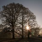 - Dezembersonne im Münsterland -