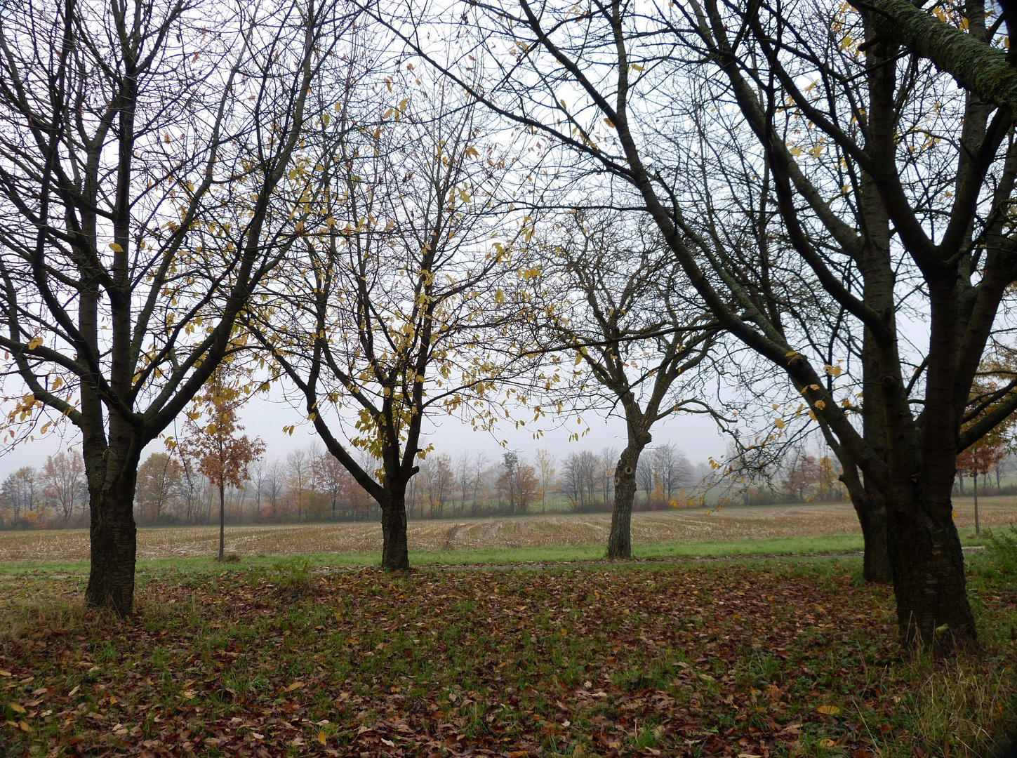 Dezemberspaziergang 2015 zwischen Staufen und Wettelbrunn