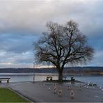 dezemberspaziergang am see