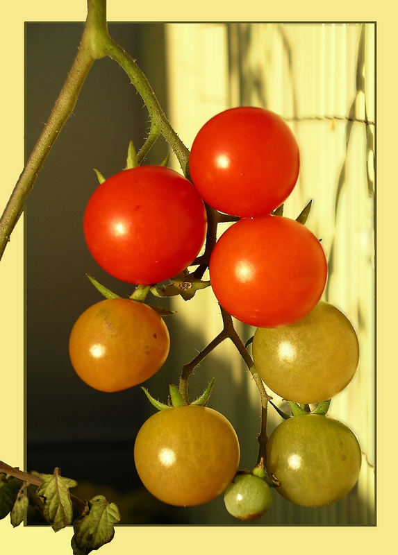 Dezembertomaten