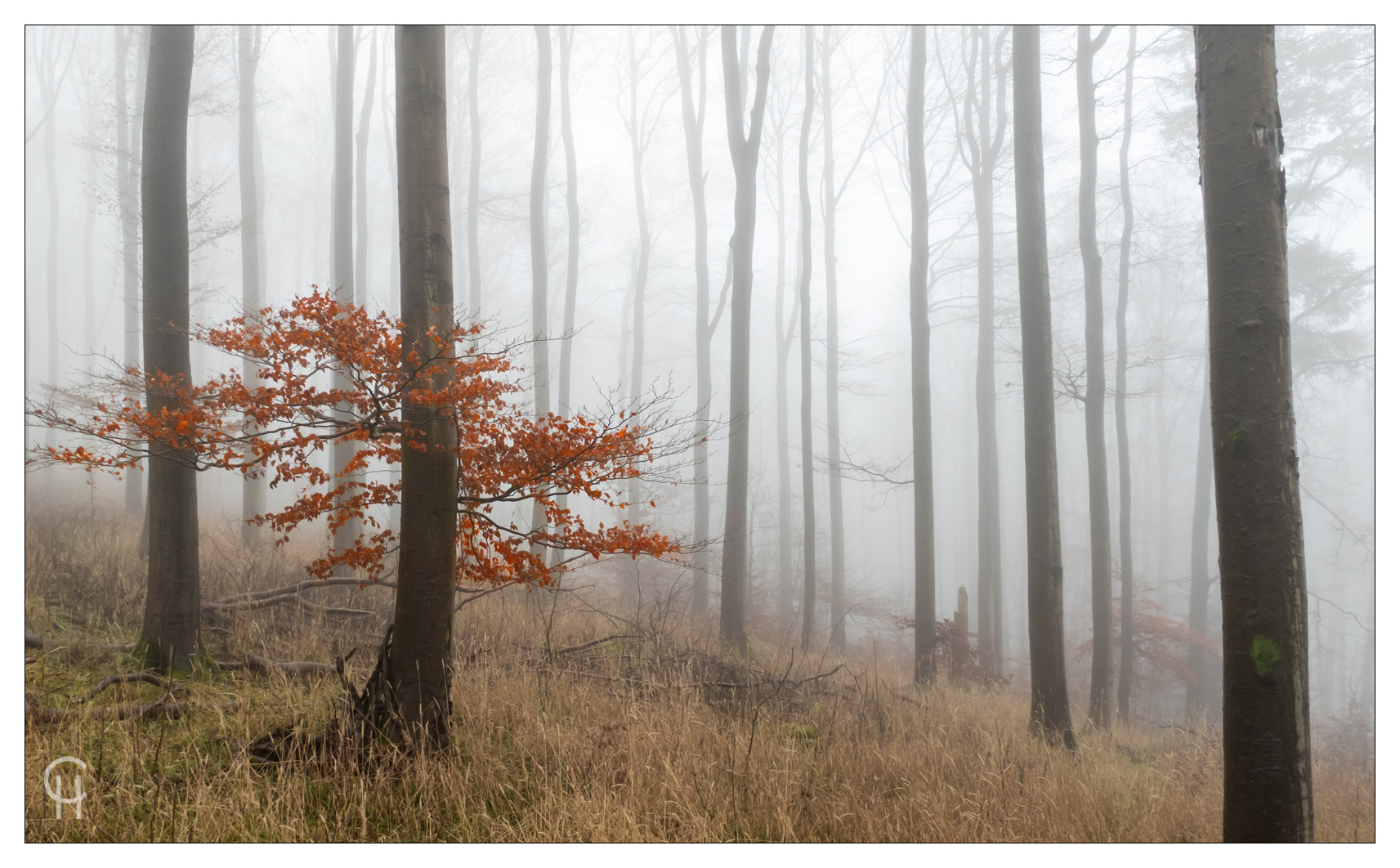 Dezemberwald im Knüll Gebirge