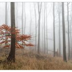 Dezemberwald im Knüll Gebirge