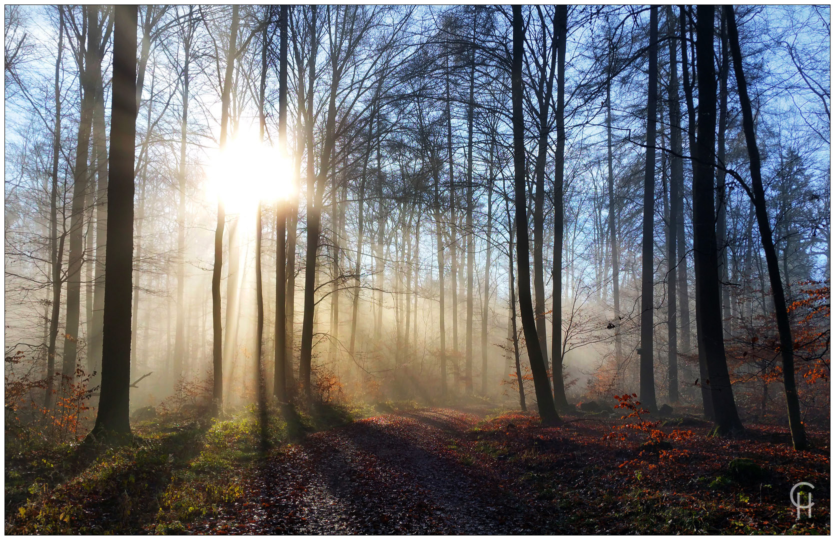 Dezemberwald im Knüllgebirge