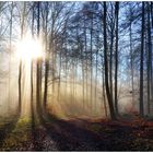 Dezemberwald im Knüllgebirge