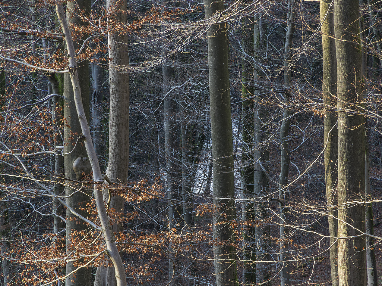 dezemberwald mit spiegelsee