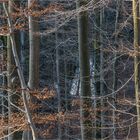 dezemberwald mit spiegelsee