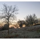 Dezemberwiese am Morgen