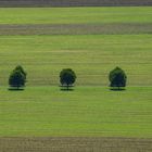 Dezent gestreift in den Herbst...