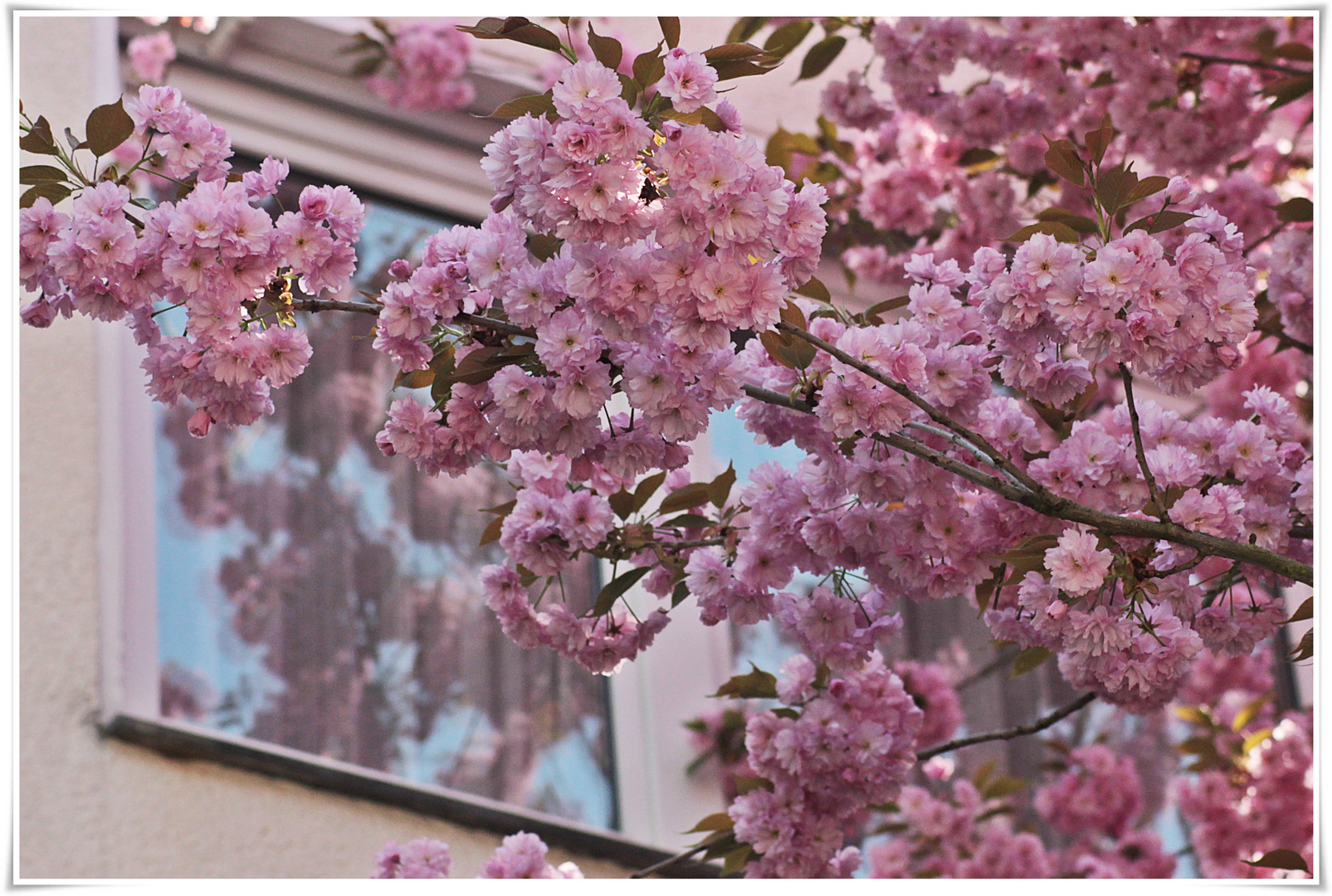 Dezente Blüten im Fenster