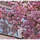 Dezente Blüten im Fenster