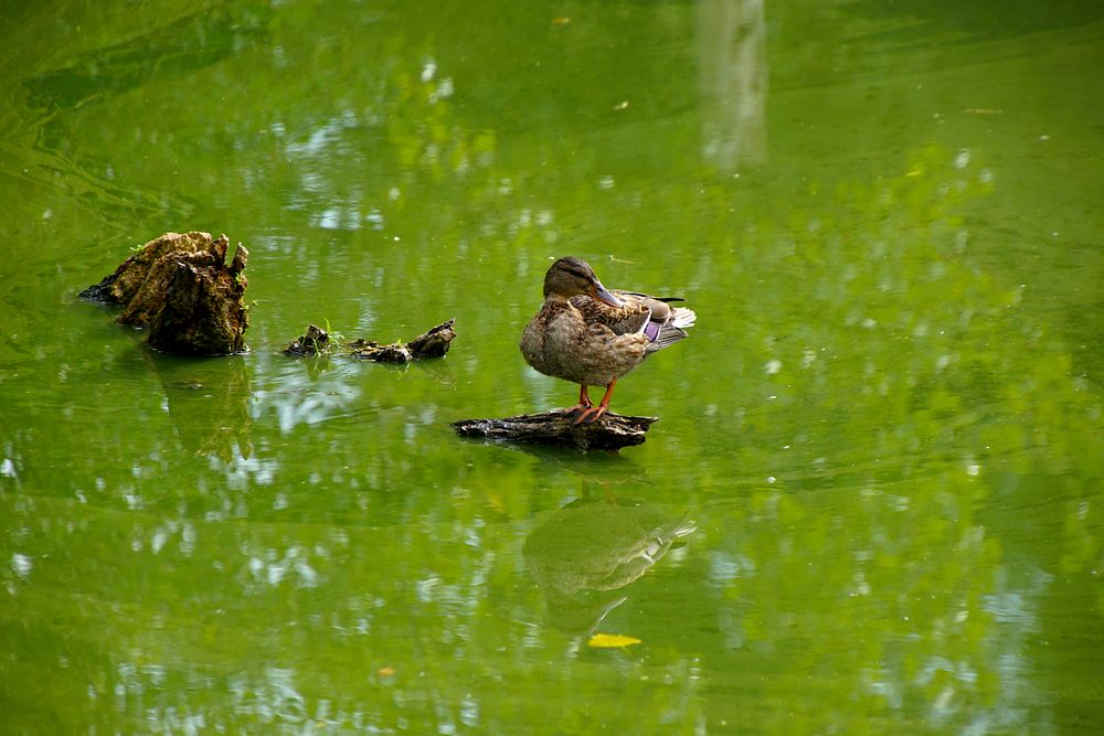 Dezente Spiegelungen auf der Insel Hombroich