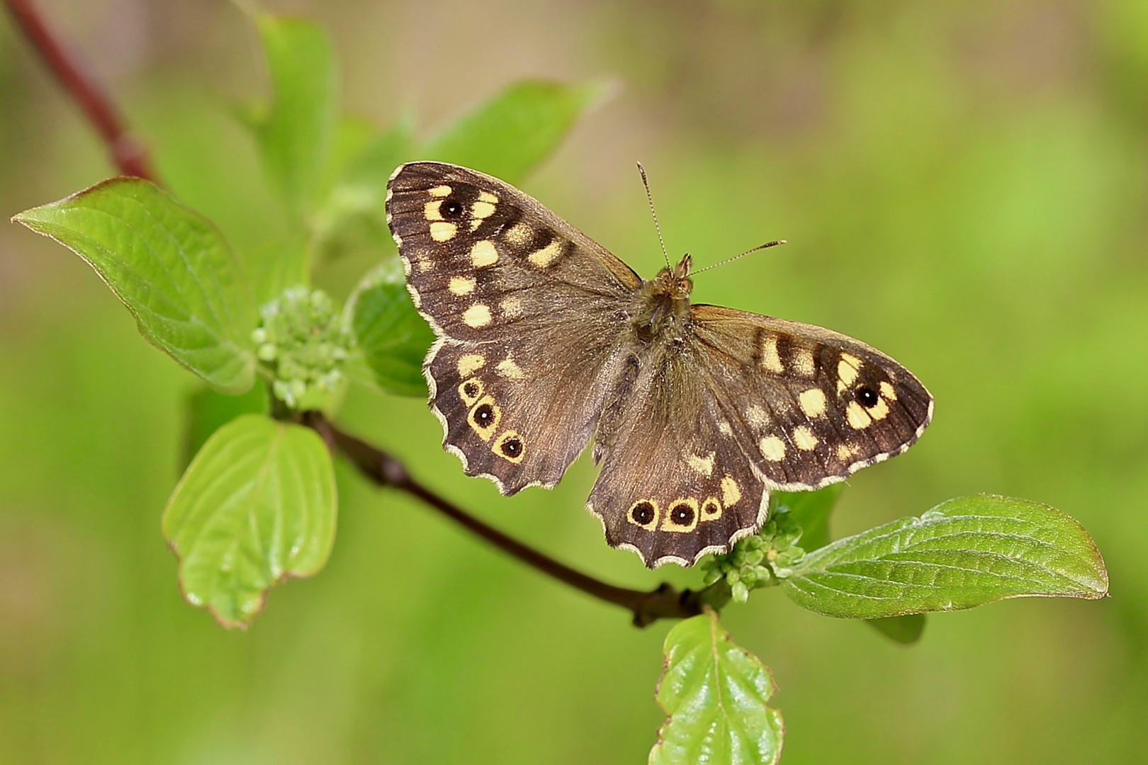 Dezenter Waldbewohner