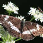 Dezentes Schwarz-Weiß-Kleiner Eisvogel