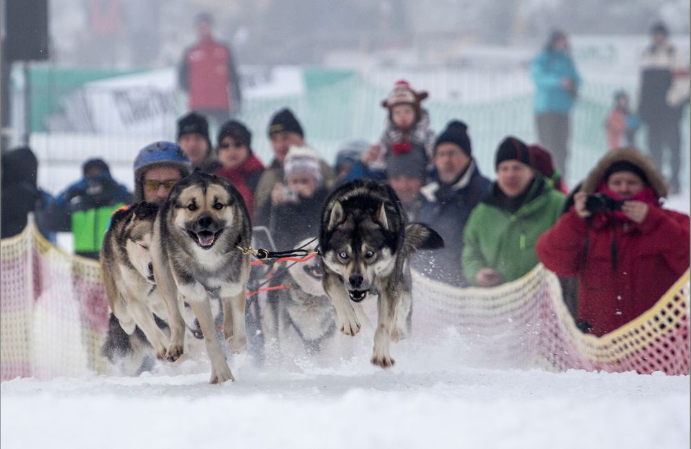 Hundeschlittenrennen von Holger Runge