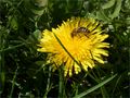 Bee harvests dandelion by FMW51
