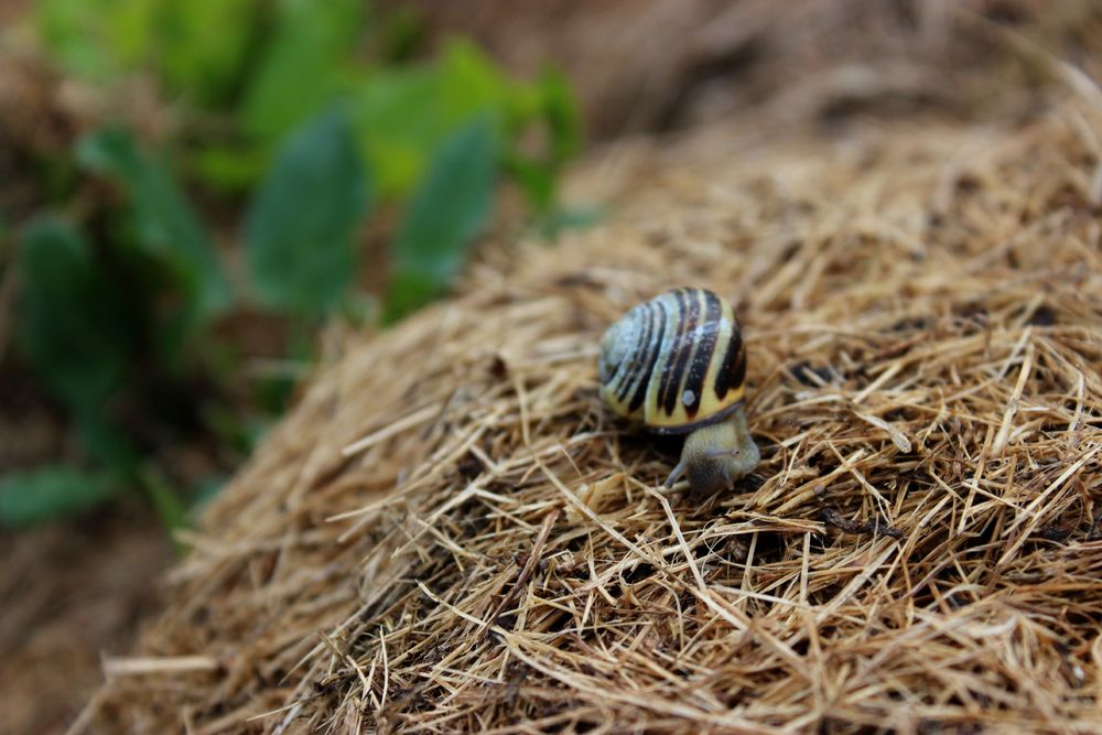 Die kleine Schnecke von Rika Kiekbusch