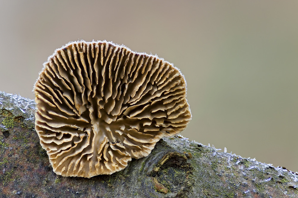 DFF-Pilz