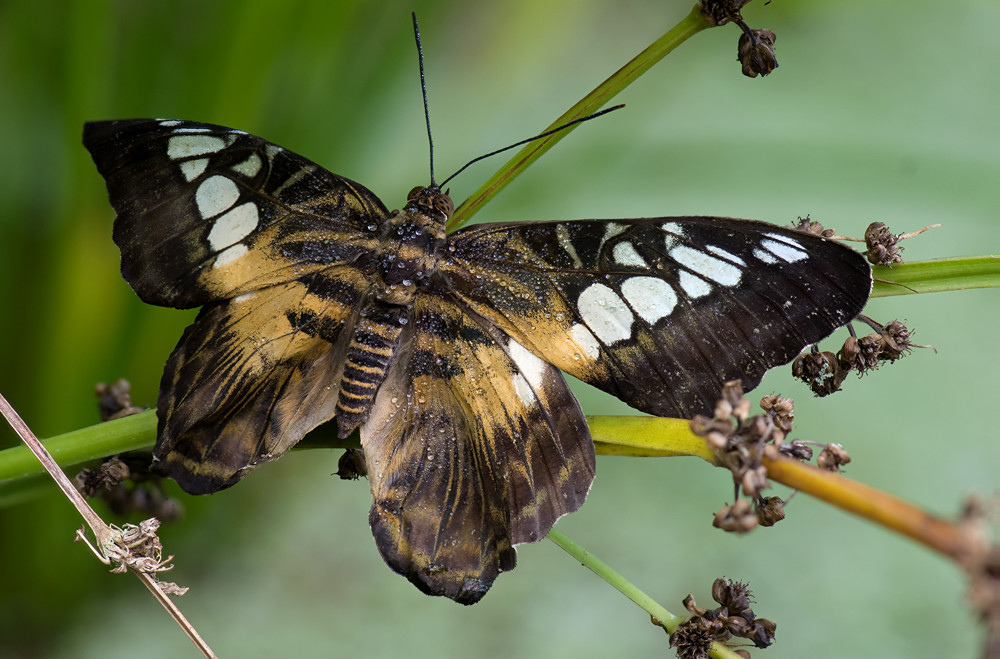 Dff: Trop. Schmetterling