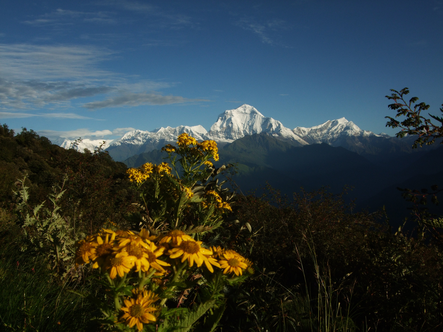 DHAULAGIRI  (en el centro)