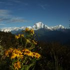 DHAULAGIRI  (en el centro)