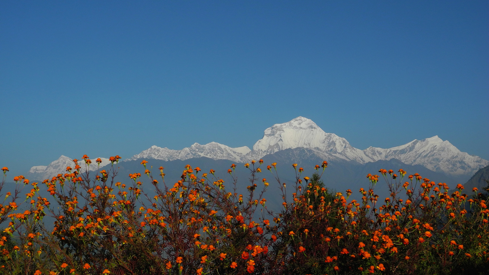 Dhaulagiri-Kette