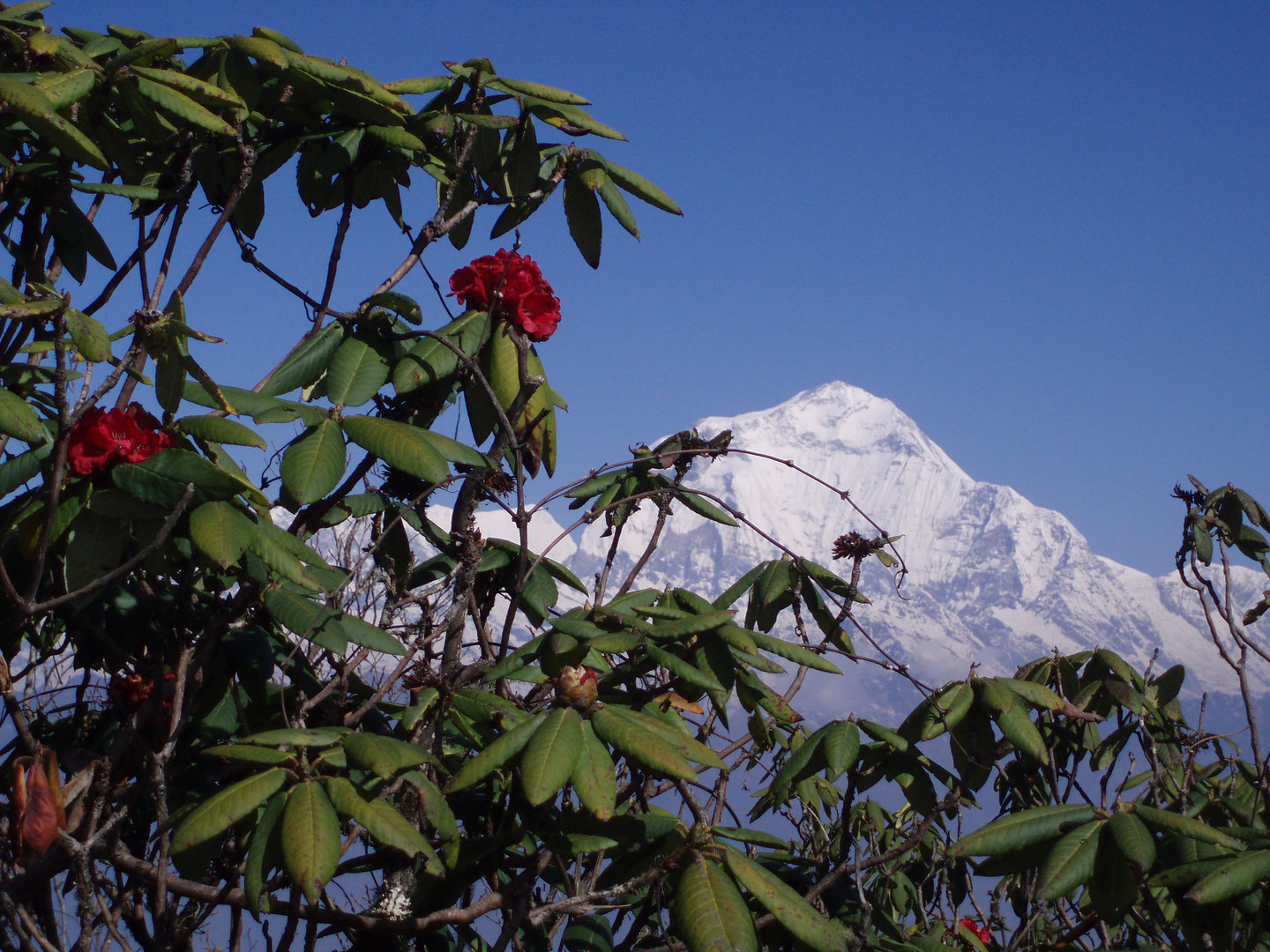 Dhaulagiri / West-Nepal 2009 (Deorali-Pass bis Ghorapani)