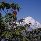 Dhaulagiri / West-Nepal 2009 (Deorali-Pass bis Ghorapani)