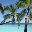 Dhiggiri Malediven Palmen