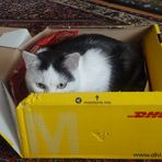 -DHL-