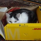 -DHL-